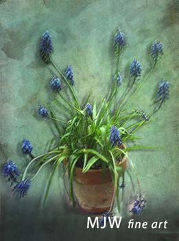 Muscari botryoides_500