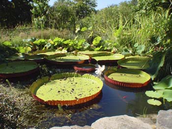 Victoria Regia