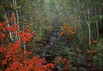 Gunflint Trail Stream