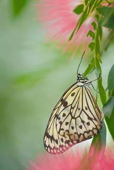 ml7_07_07whitehousebutterfly-31-2-Edit