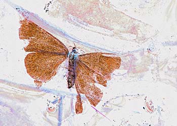 moth in pond