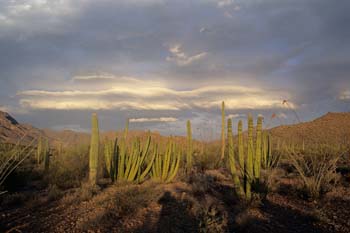 saguaro1