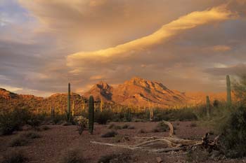 saguaro2