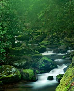 smokies print