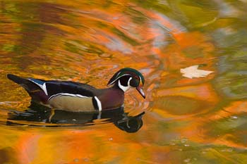 woodduck10-20-07b_0213