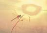 dragonfly sunset