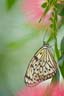 ml7_07_07whitehousebutterfly-31-2-Edit