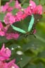 ml7_07_07whitehousebutterfly-481-2-Edit