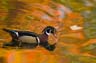 woodduck10-20-07b_0213