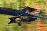 woodducks102107F_0505