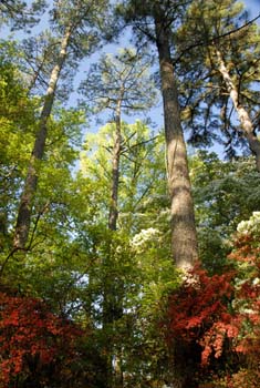 Georgia Pine and Azoleas