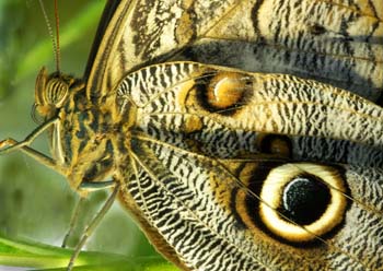 Owl butterfly 