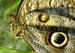 Owl butterfly 